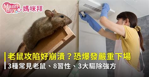 家裡出現老鼠代表什麼|家裡有老鼠不用怕!3步驟讓老鼠遠離你家